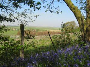 spring in the marshes
